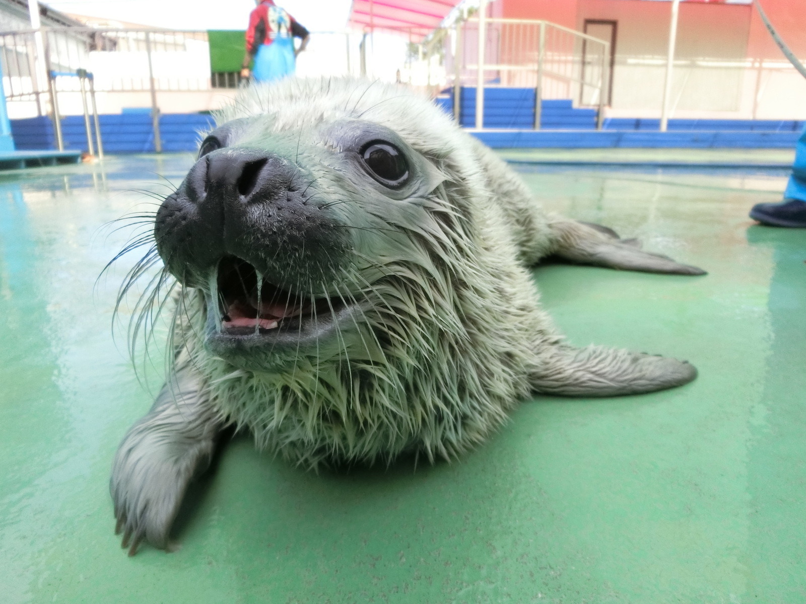 伊勢シーパラダイス ゴマフアザラシの赤ちゃんが誕生 3枚目の写真 画像 動物のリアルを伝えるwebメディア Reanimal