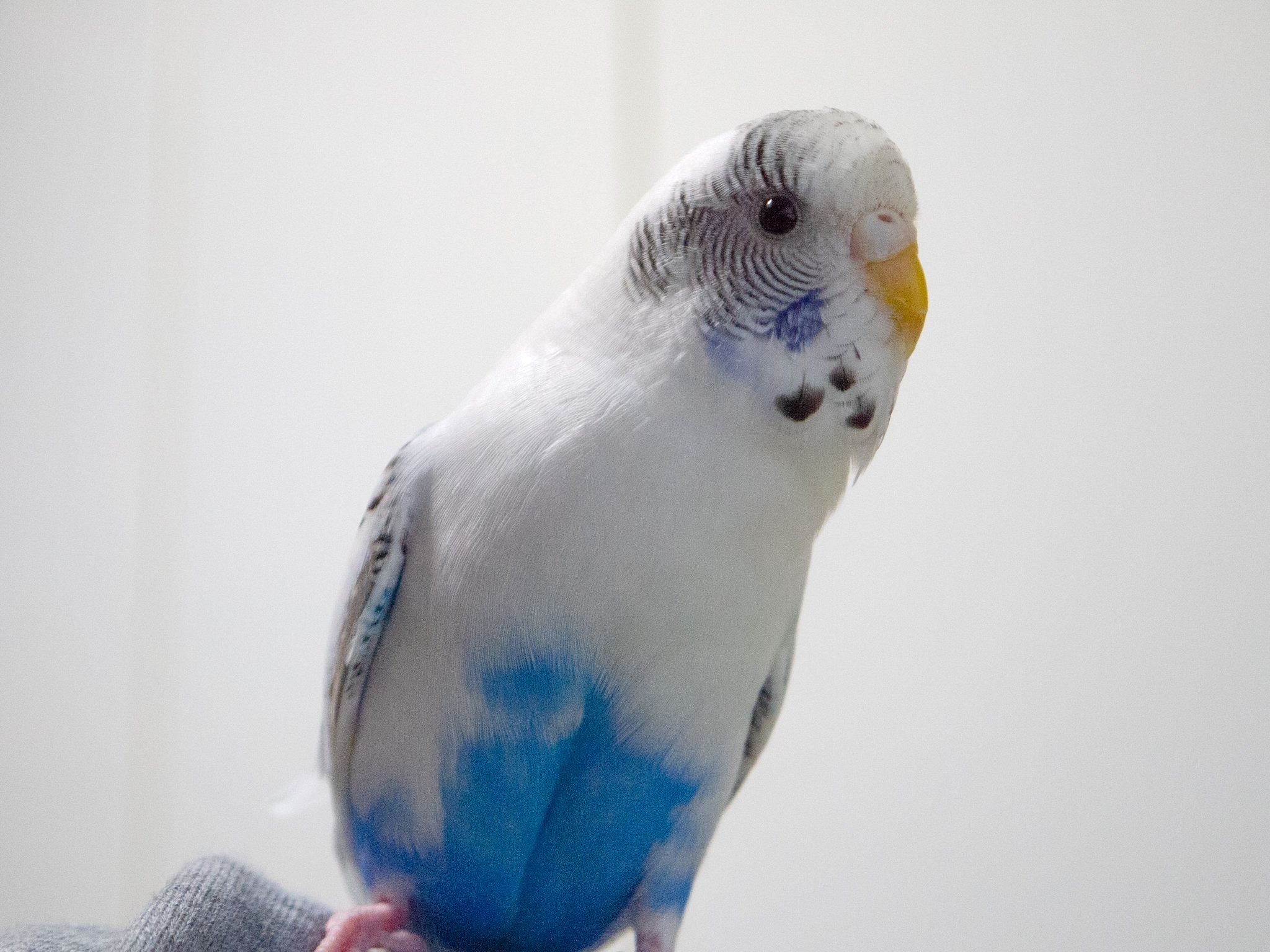 セキセイインコと暮らす日々 忙しい鳥は幸せな鳥 エンリッチメントに基づくインコの飼い方とは 1枚目の写真 画像 動物のリアルを伝えるwebメディア Reanimal