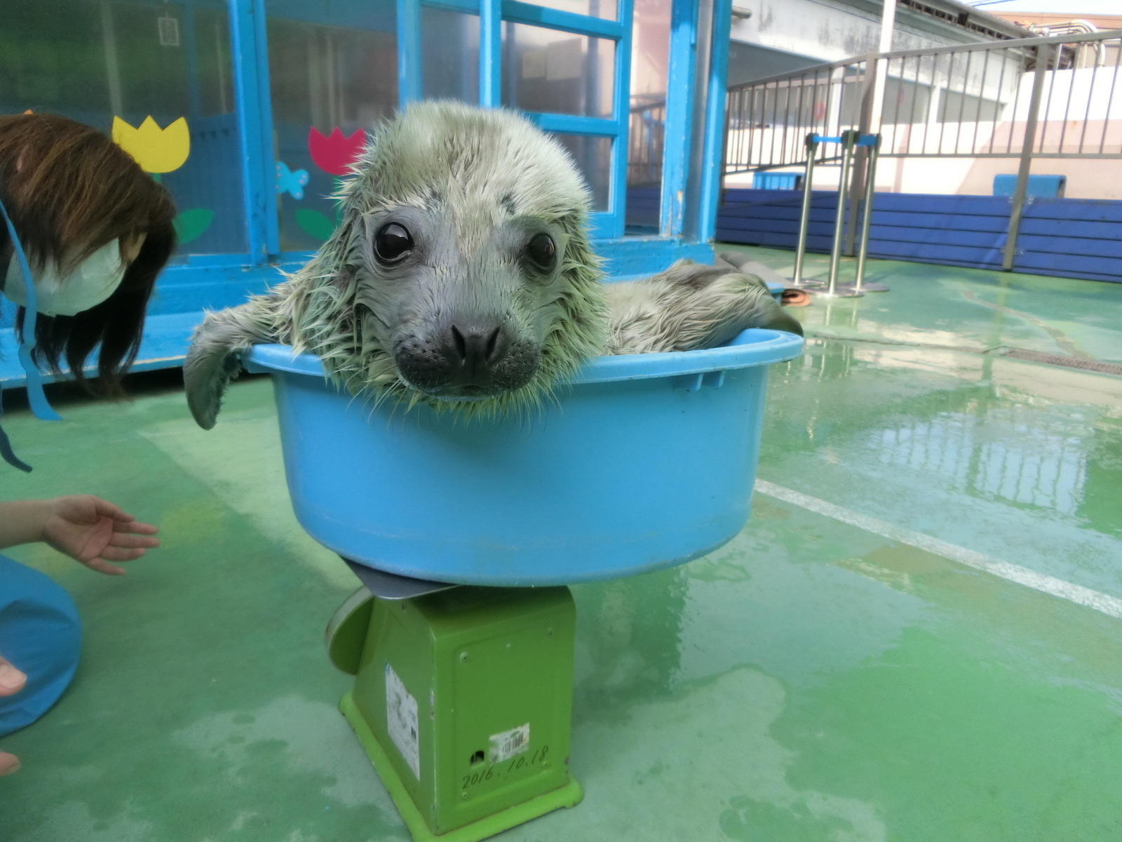 伊勢シーパラダイス ゴマフアザラシの赤ちゃんの貴重映像を公開 3枚目の写真 画像 動物のリアルを伝えるwebメディア Reanimal