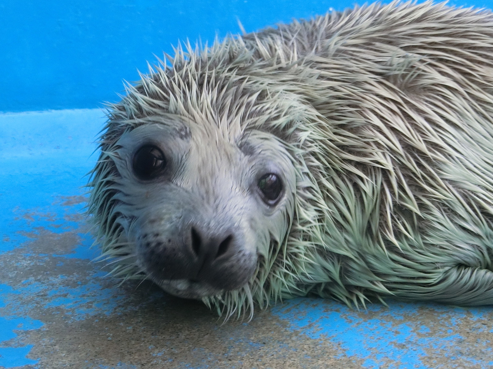 伊勢シーパラダイス ゴマフアザラシの赤ちゃんの貴重映像を公開 2枚目の写真 画像 動物のリアルを伝えるwebメディア Reanimal