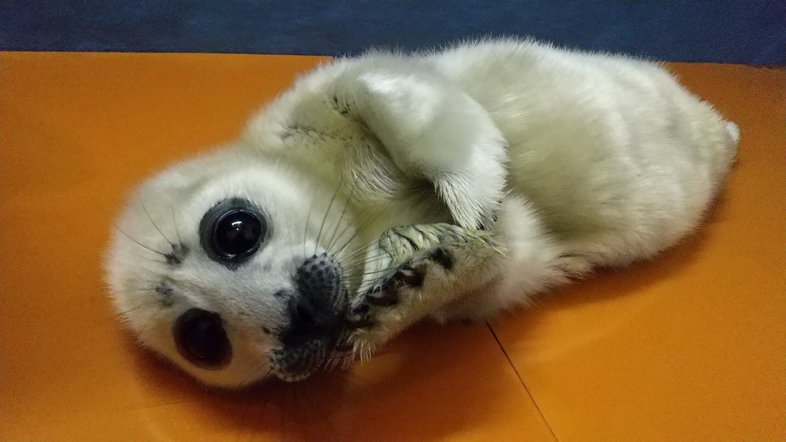 おじさん顔 で注目のアザラシ ニコ 一般公開スタート 鳥羽水族館 2枚目の写真 画像 動物のリアルを伝えるwebメディア Reanimal