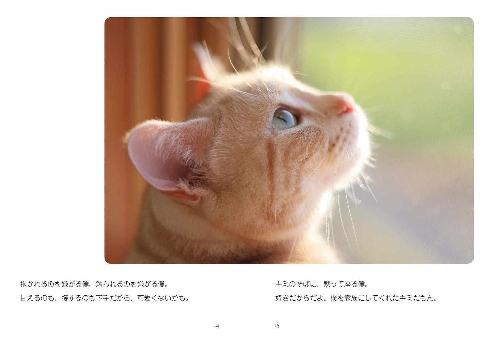猫は家族 きなちゃんとダンくんが私に教えてくれたこと 刊行 著者は保護猫譲渡のため写真家に 1枚目の写真 画像 動物のリアルを伝えるwebメディア Reanimal 猫は家族 きなちゃんとダンくんが私に教えてくれたこと 刊行 著者は保護猫譲渡のため写真家に 1枚目の写真 画像 動物のリアルを伝えるwebメディア Reanimal