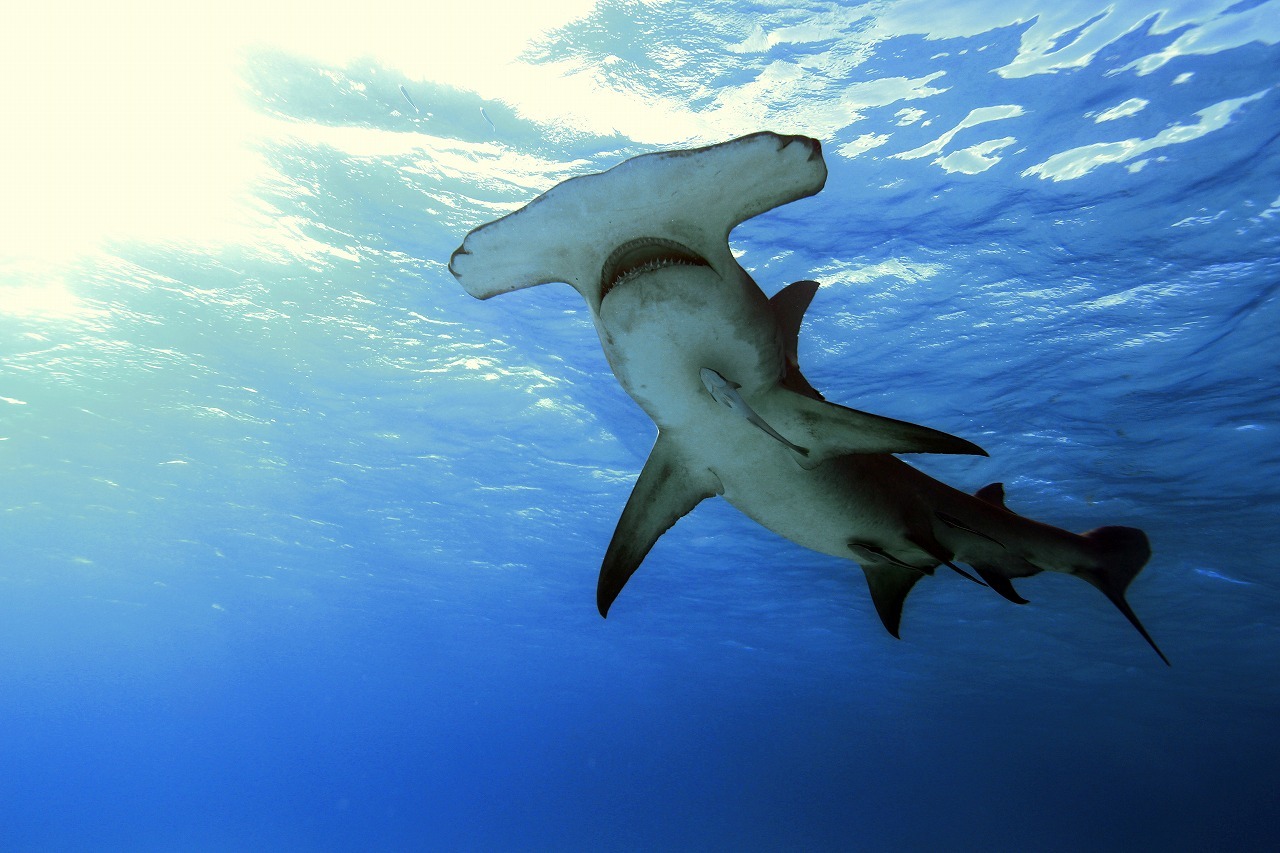 ナショナル ジオグラフィック サメのドキュメンタリー番組特集 シャーク マンス を放送 7月9日22時から 3枚目の写真 画像 動物のリアルを伝えるwebメディア Reanimal