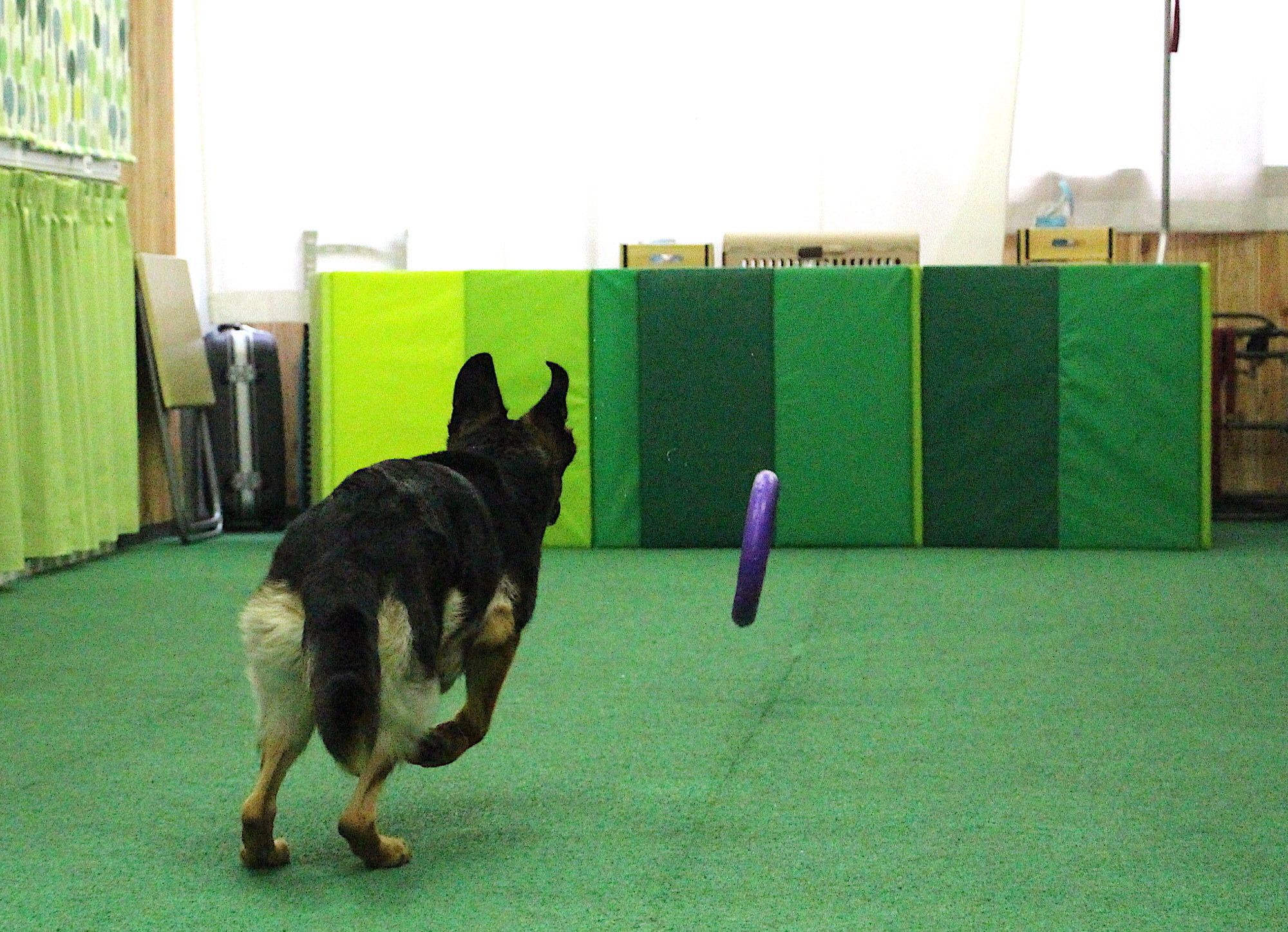 犬との 遊び で社会を救いたい 切り札は ドッグエクササイズtoy Puller 8枚目の写真 画像 動物のリアルを伝えるwebメディア Reanimal