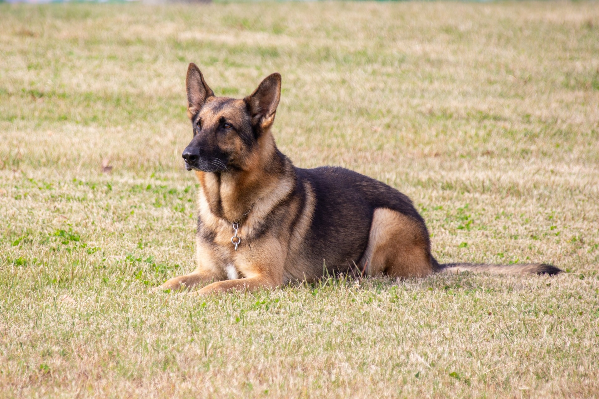 犬の避妊 去勢手術に関する最新の発表 Vol 3 犬種ごとの傾向 シェパード ラブラドール他 3枚目の写真 画像 動物のリアルを伝えるwebメディア Reanimal