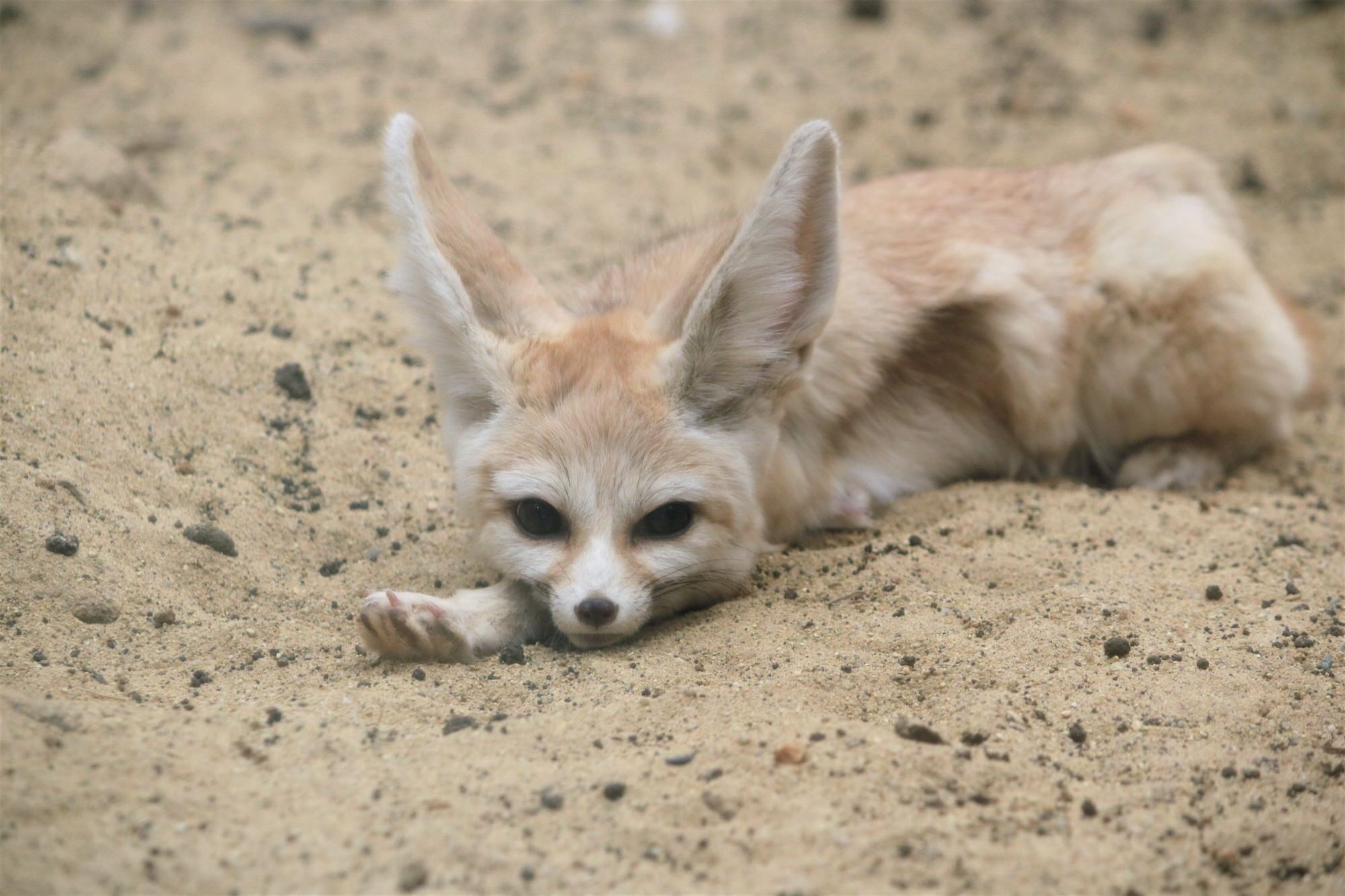 フェネックの子どもの名前が カマル に決定 アクアマリンふくしま 18枚目の写真 画像 動物のリアルを伝えるwebメディア Reanimal