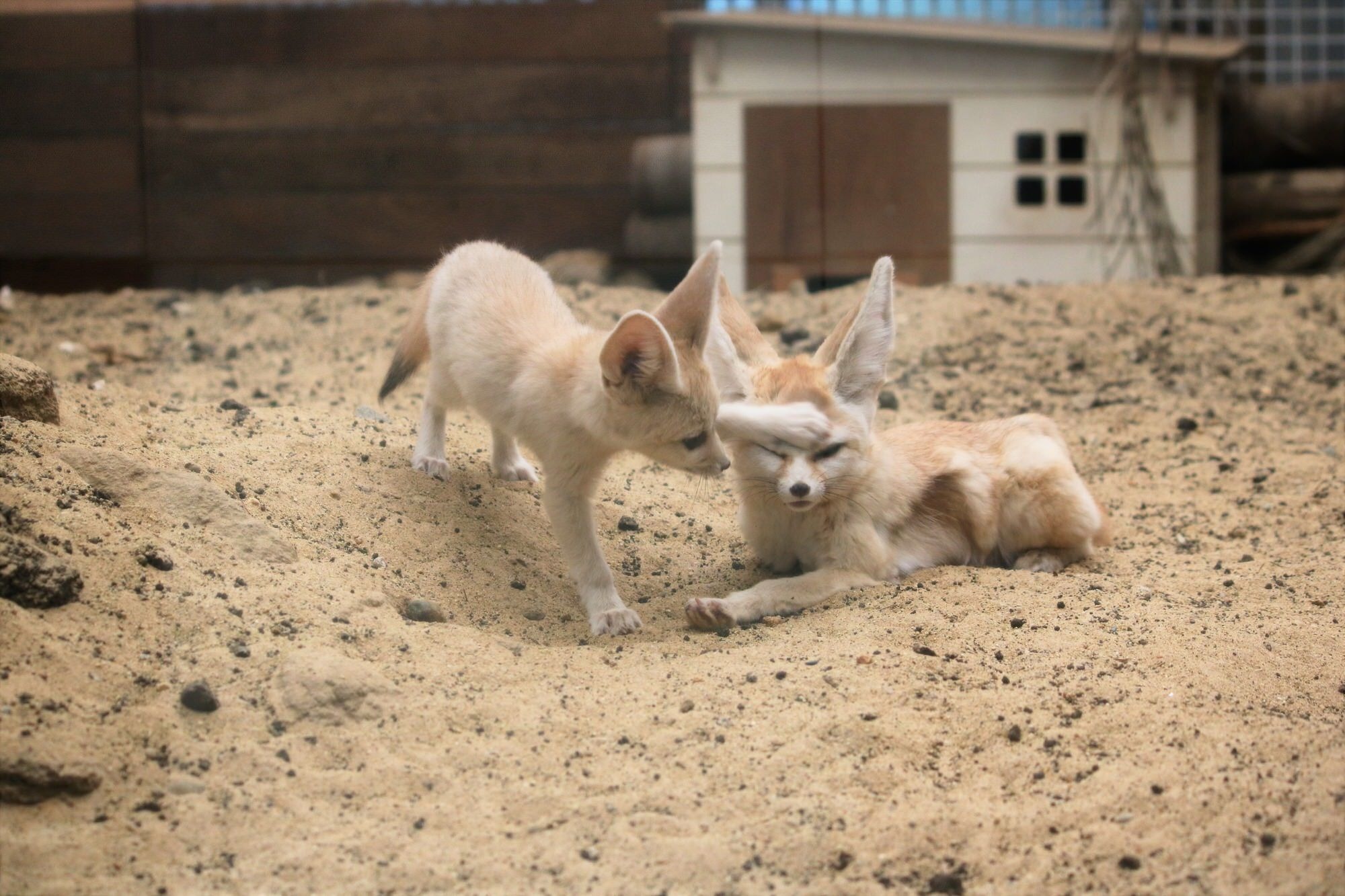 フェネックの子どもの名前が カマル に決定 アクアマリンふくしま 3枚目の写真 画像 動物のリアルを伝えるwebメディア Reanimal