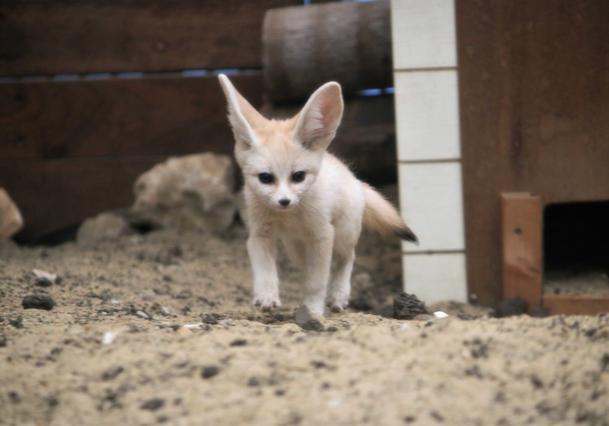 フェネックの子どもの名前が カマル に決定 アクアマリンふくしま 4枚目の写真 画像 動物のリアルを伝えるwebメディア Reanimal