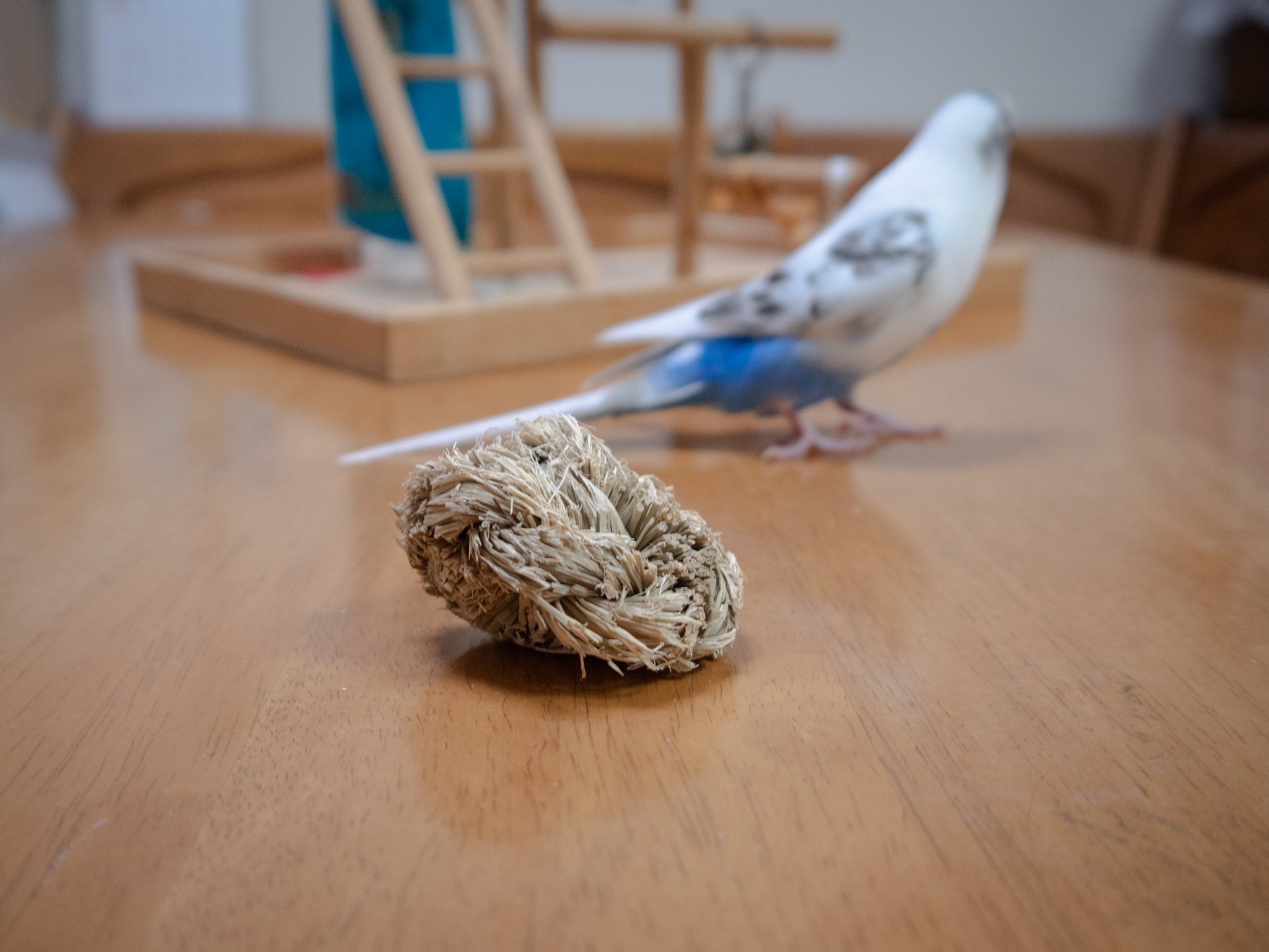 セキセイインコと暮らす日々 快適な生活のために あってよかったインコグッズ4選 2枚目の写真 画像 動物のリアルを伝えるwebメディア Reanimal