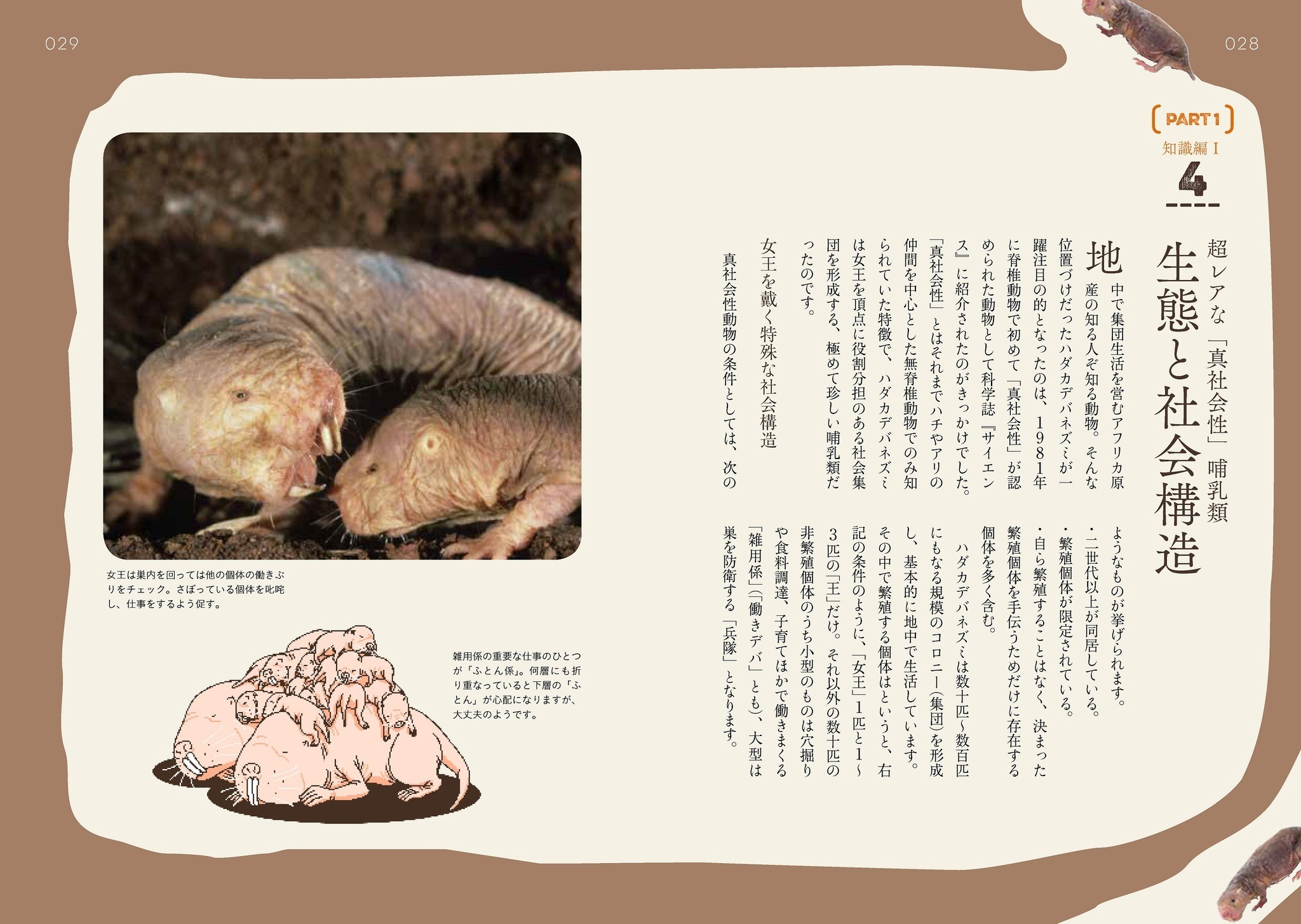 謎多き珍獣の驚異の生態を徹底解剖した書籍 ハダカデバネズミのひみつ 刊行 エクスナレッジ 4枚目の写真 画像 動物のリアルを伝えるwebメディア Reanimal