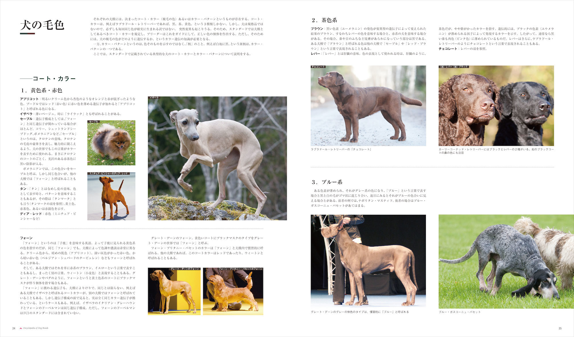 増補改訂 最新 世界の犬種大図鑑 誠文堂新光社より刊行 21年1月12日 3枚目の写真 画像 動物のリアルを伝えるwebメディア Reanimal