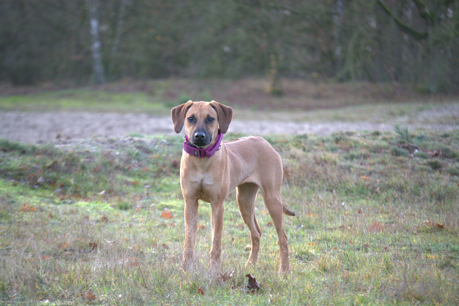 命を生み出す行為 ブリーディング を考える Vol 2 イギリスにおける 犬種標準 と犬の健康 6枚目の写真 画像 動物のリアルを伝えるwebメディア Reanimal