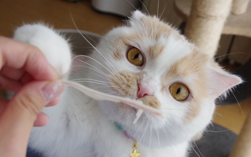 合同写真展&物販展「ねこ休み展 in 仙台」開催…3月20日~4月11日 画像