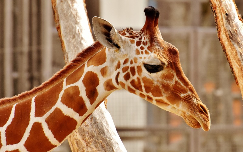 新型コロナ対策で動物園の臨時休園は4月も延長、SNSで配信続ける…まとめ 画像