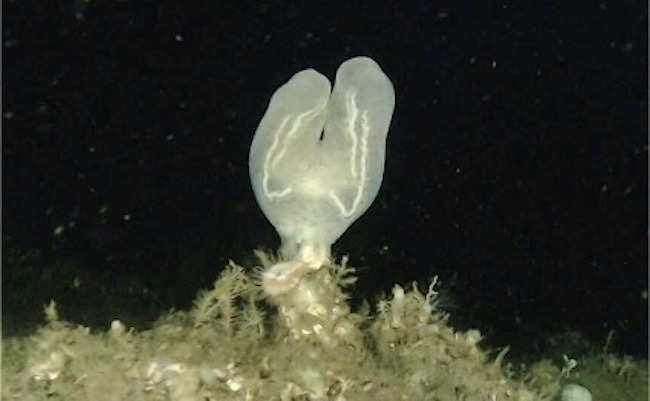 相模湾で79年ぶりに「コトクラゲ」を採取…新江ノ島水族館にて展示 画像