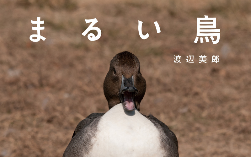 鳥の写真集「まるい鳥」を刊行…パレードブックス 画像