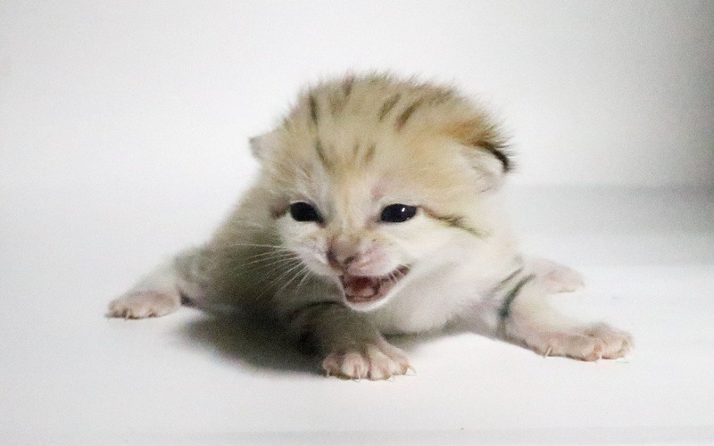 2頭目のスナネコの赤ちゃんが誕生、母親のもとで順調に育つ…神戸どうぶつ王国 画像