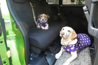 犬記事一覧 動物のリアルを伝えるwebメディア Reanimal