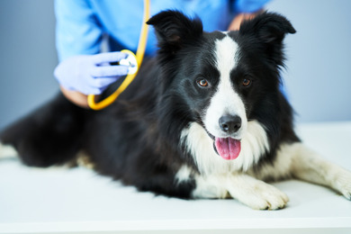 犬と猫の輸血治療はどのように行われるのか？…ドナーの確保が重要［インタビュー］