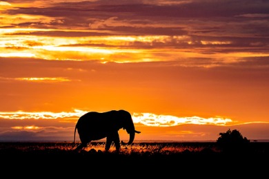 写真展「Contrast of Savanna アフリカ 大草原で輝く生命」開催…富士フイルム若手応援プロジェクト