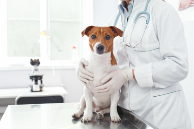 東京大学が犬の膀胱がんに対する新しい治療法を発表