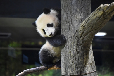 休園中も元気な双子パンダ・シャオシャオとレイレイ、体重は15kgに…上野動物園
