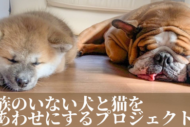 日本獣医生命科学大学、「家族のいない犬と猫をしあわせにするプロジェクト」のクラウドファンディングを開始…3月16日まで