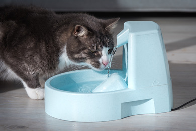 シニア猫の多飲多尿は病気のサインかも…症状や治療方法は？