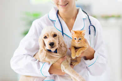 犬猫ともに定期健康診断の受診率が増加…Team HOPE「ペットの健康管理に関する実態調査」