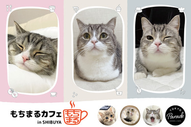“最も視聴された猫”「もちまる」のコラボカフェ、渋谷パルコにてオープン…3月25日～5月17日