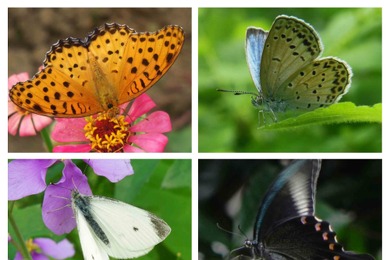 「バタフライガーデン 蝶があつまる草花」、板橋区立熱帯環境植物館にて開催…5月8日まで