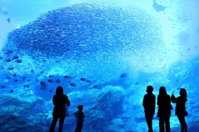 2万5000尾のイワシが生み出す“壮大な海の物語”がリニューアル…仙台うみの杜水族館