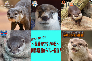 世界カワウソの日、関西8つの動物園・水族館がSNSで合同配信イベント…5月22日