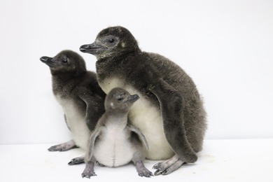 マゼランペンギンの赤ちゃんが誕生、3羽すくすく育つ…すみだ水族館