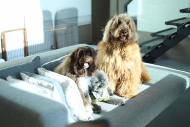 北軽井沢の一棟貸しヴィラリゾート「あさま空山望」、最大5頭まで愛犬の宿泊を可能に