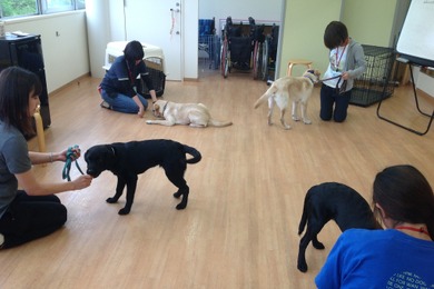 介助犬について知ることができるオンラインセミナーを初開催…日本介助犬協会