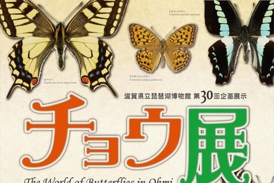 「チョウ展―近江から広がる チョウの世界―」、琵琶湖博物館にて開催…7月16日～11月20日
