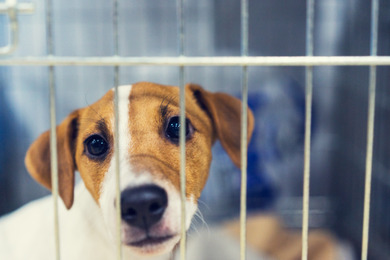 ウクライナ避難犬の対応と現況…安全で効果的な狂犬病対策とは