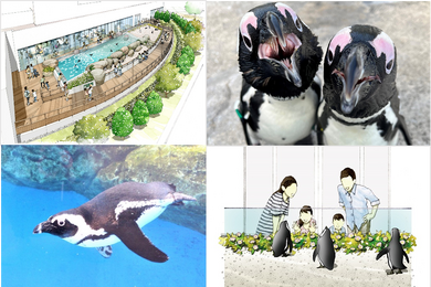 仙台うみの杜水族館、ケープペンギンの新施設をオープン…7月15日