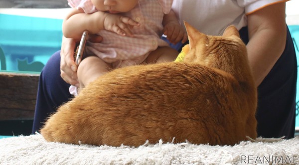 赤ちゃんと猫 Vol 12 娘 初めての猫カフェデビュー そのあと愛猫は 4枚目の写真 画像 動物のリアルを伝えるwebメディア Reanimal