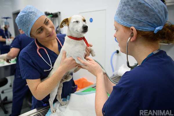 犬の 混合ワクチン は年に1回で大丈夫 Vol 1 目的と免疫持続期間について 動物のリアルを伝えるwebメディア Reanimal