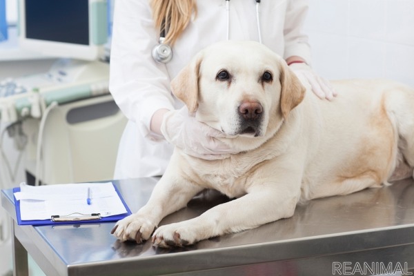 犬の 混合ワクチン は年に1回で大丈夫 Vol 2 副作用のリスクと安全な接種 動物のリアルを伝えるwebメディア Reanimal