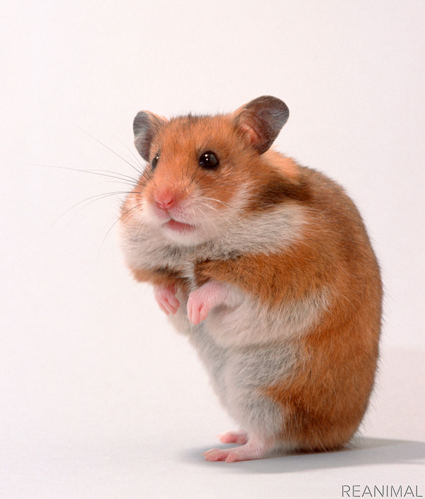 徳間書店 エッセイ ネズミのおしえ ネズミを学ぶと人間がわかる を刊行 2枚目の写真 画像 動物のリアルを伝えるwebメディア Reanimal