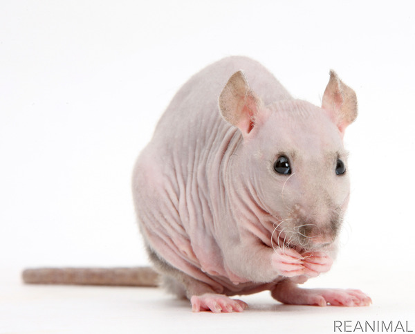 徳間書店 エッセイ ネズミのおしえ ネズミを学ぶと人間がわかる を刊行 3枚目の写真 画像 動物のリアルを伝えるwebメディア Reanimal