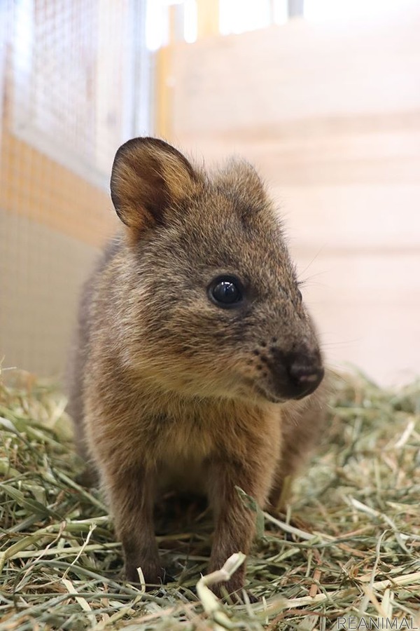 埼玉県こども動物自然公園にクオッカがやって来た 国内での飼育は唯一 3枚目の写真 画像 動物のリアルを伝えるwebメディア Reanimal