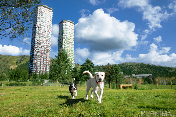 星野リゾート 愛犬と大自然を満喫する リゾナーレのわんこ旅 を提案 動物のリアルを伝えるwebメディア Reanimal