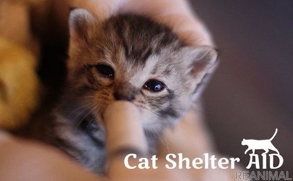 保護猫を守るためのチャリティー壁紙ダウンロード販売サイト Cat Shelter Aid 開設 動物 のリアルを伝えるwebメディア Reanimal