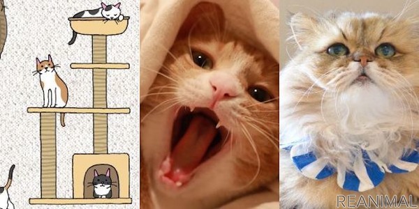 保護猫を守るためのチャリティー壁紙ダウンロード販売サイト Cat Shelter Aid 開設 2枚目の写真 画像 動物のリアルを伝えるwebメディア Reanimal