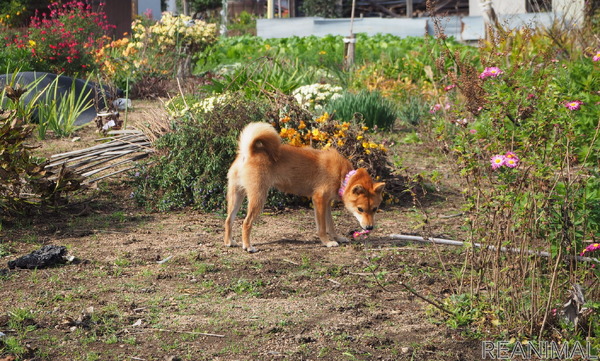 柴犬キュウの物語 Vol 1 ある日庭に現れた野良犬がうちの子になるまで 動物のリアルを伝えるwebメディア Reanimal