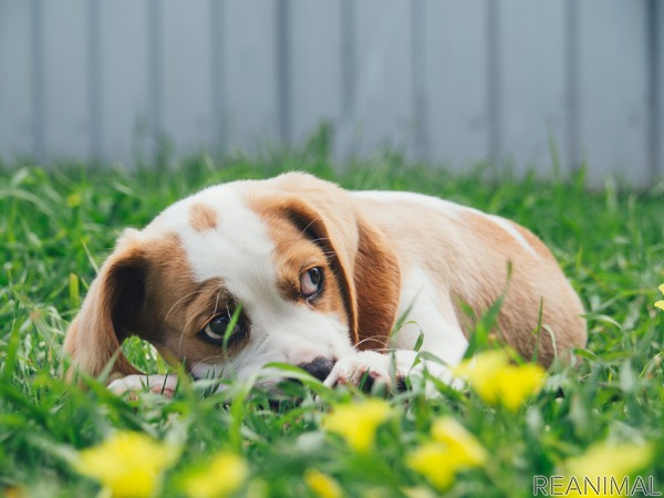 犬がなりやすい病気 甲状腺機能低下症編 元気がなくなり悲しそうな顔貌に 動物のリアルを伝えるwebメディア Reanimal
